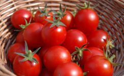 Bel İncelten Sağlıklı Domates Kürü